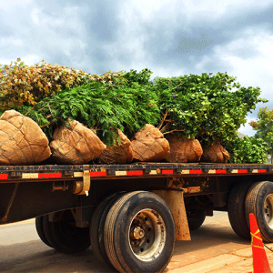 Landscape vehicle with trees